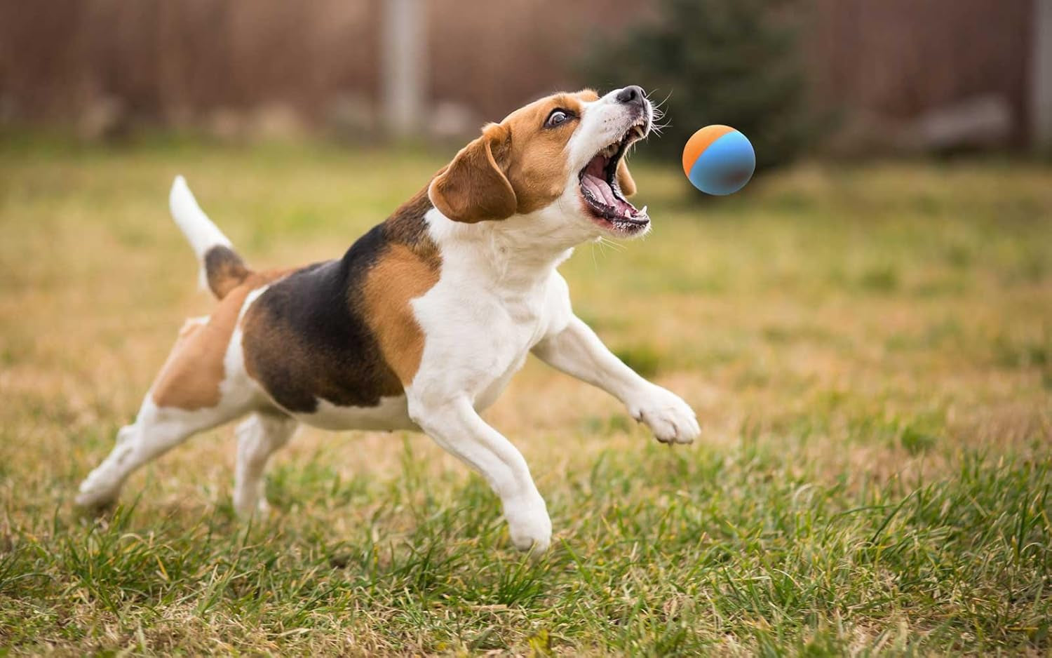 Rubber Dog Balls for Small and Medium Dogs - Tennis Ball Size - Virtually Indestructible (3 Pack - Original)